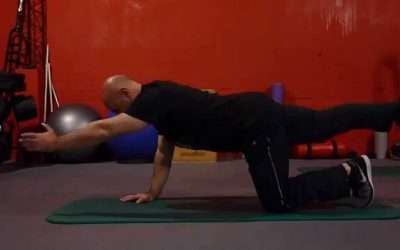 Entrenamiento Inteligente: Cat-Camel +Bird-Dog